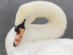 Supporting image for story: Group vows to protect swans after birds attacked at Telford beauty spot