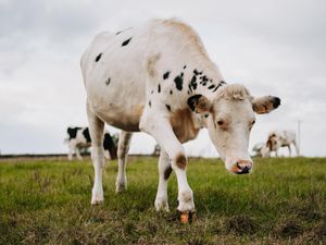 Supporting image for story: LETTER: Will sacrifice be worthwhile?