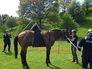 Supporting image for story: Up, up and a-neigh as firefighters to the rescue of horse Monty in Shropshire field