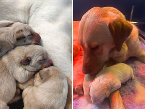 Supporting image for story: Four first-time Guide Dog mums celebrate Mother’s Day with new puppies