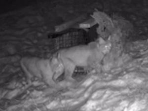 Supporting image for story: Lynx released illegally into Highlands has died overnight, keepers say