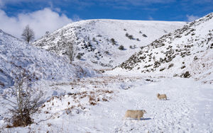 Sheep in the Valley at Church Stretton - Richard Greswell