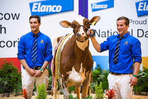 Birmingham NEC – National Dairy Event