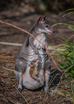 A newborn dusky pademelon joey peeks out of mum's pouch for the first time at Chester Zoo