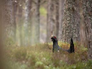 Supporting image for story: Emergency plan launched to save capercaillie in Cairngorms National Park