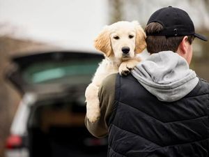 Dog theft stock image.