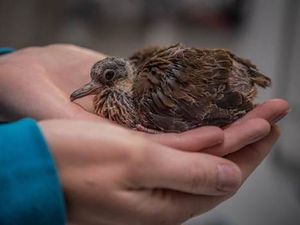 Supporting image for story: Rare dove another feather in Chester zoo’s cap