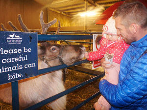 Supporting image for story: Christmas at Blithbury Reindeer Lodge