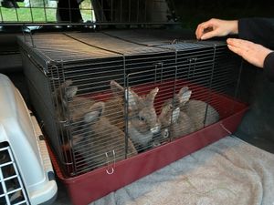 Supporting image for story: 'Why are people so cruel?' Anger after rabbits dumped in car park 'literally at death's door'
