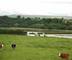 Cattle find their grazing land is restricted. Photo: Frances Meier.