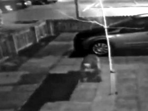 Supporting image for story: Brazen thieves roll up and steal turf from Telford garden