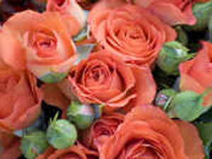 Supporting image for story: Flower power bringing venues to life