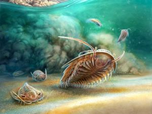 Supporting image for story: ‘Remarkably preserved’ 500-million-year-old sea creature discovered