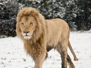 Supporting image for story: West Midland Safari Park's 'iconic' white lion Rolo dies aged 20