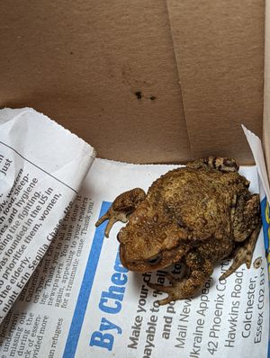 The toad was rescued with washing-up liquid and a screwdriver