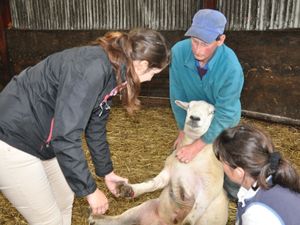 Supporting image for story: Flock health club engagement helps stamp out lameness