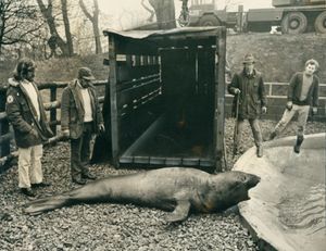 February 1972. One of two rare elephant seals which arrived at Dudley Zoo from the Antarctic. They were brought to the zoo from the Falkland Islands by headkeeper Chris Round and keepers Graham Chilton and Alan Margerrison. 