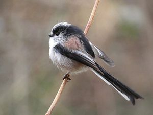 An entry by Josie in the 14-16 age category, capturing a bird on camera. Josie’s image of a heron also won the category