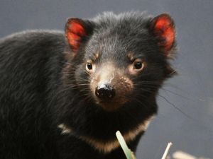 Supporting image for story: Cancer unlikely to cause extinction in Tasmanian devils, study finds