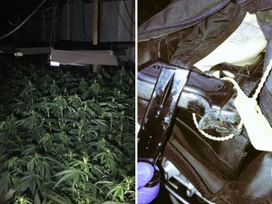 Supporting image for story: Alleged Black Country cannabis farmers face deportation