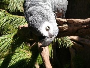 Supporting image for story: Parrots are no bird-brains when it comes to economics, study finds