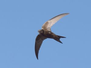 Supporting image for story: Swift help needed for Shropshire's seasonal visitors