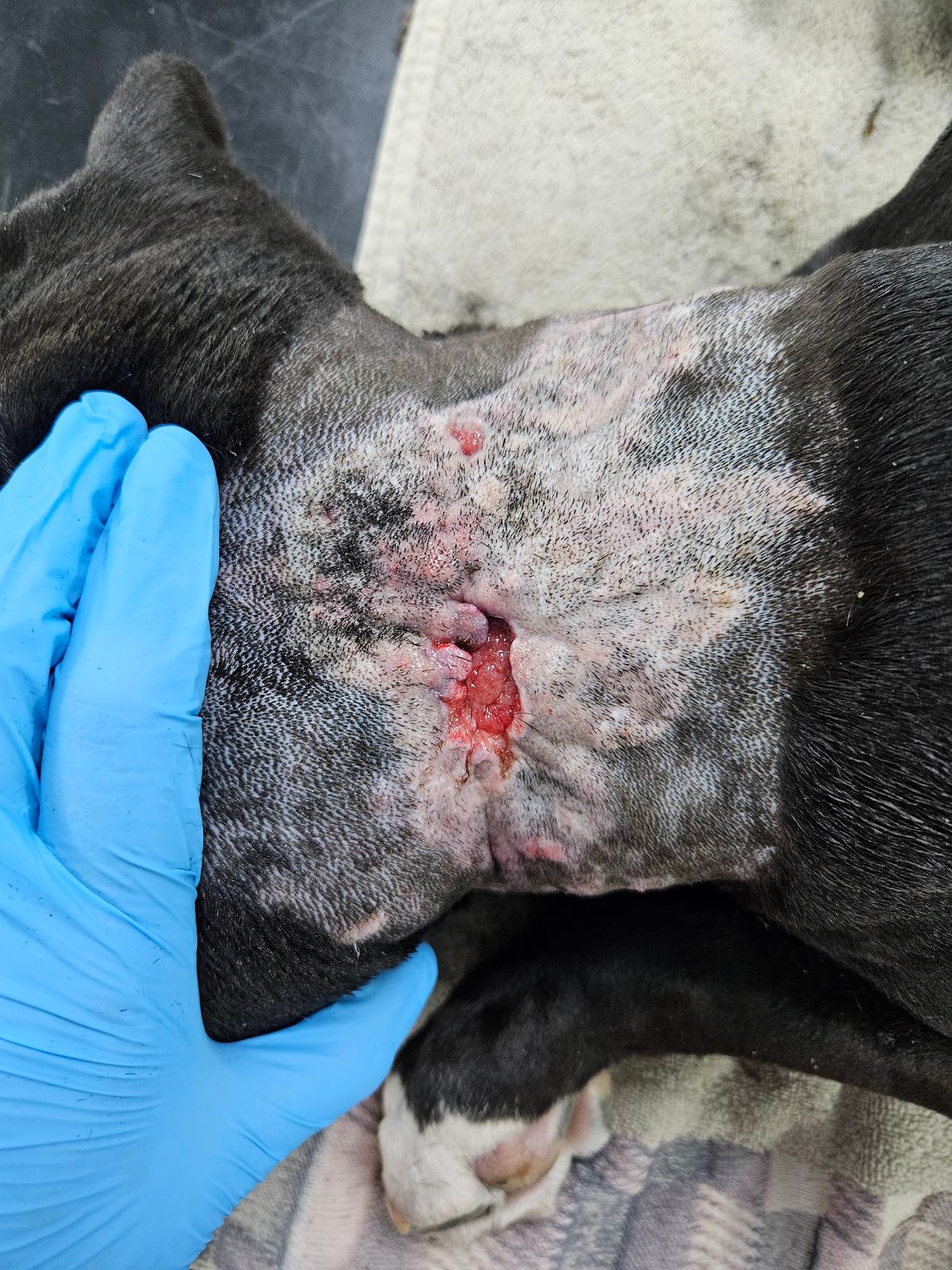 Jailed: Birmingham man left his dog to suffer with untreated injury