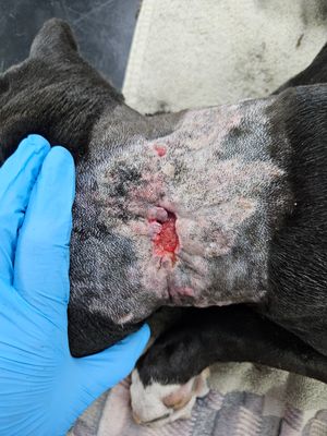 The wound after it was cleaned up by an RSPCA vet
