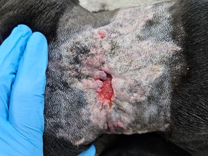 Supporting image for story: Jailed: Birmingham man left his dog to suffer with untreated injury