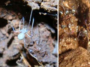Supporting image for story: Scientists put literary spin on names for seven newly-discovered spider species