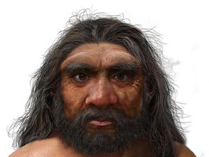 Supporting image for story: Dragon Man: New ancient human ‘may replace Neanderthals as closest relative’