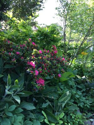 Azaleas and cottage garden plants