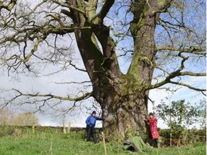 Supporting image for story: Campaign launched to save veteran trees - including Darwin Oak - from Shrewsbury Relief Road threat
