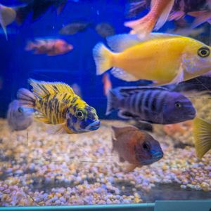 Malawi cichlids showing off their colours in one of the display tanks