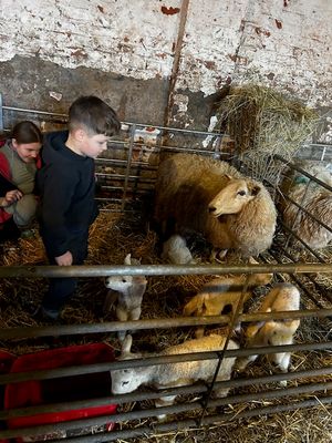 The hamer family and their new arrivals