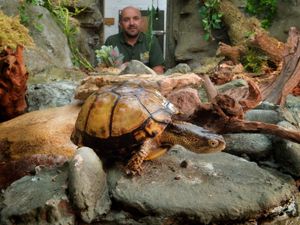 Supporting image for story: Dudley Zoo is turtle-y thrilled as rare creatures stolen from attraction return home