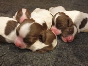 Supporting image for story: Pawfect new additions to West Mercia Police's dog unit need names