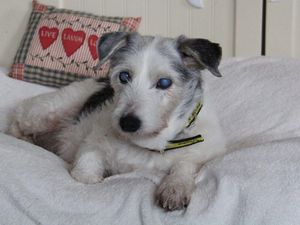 Older dogs like Pippa love the peace and quiet of Oakfield Oldies