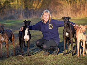 Supporting image for story: New greyhound homing charity set up to help find loving families for retired racers