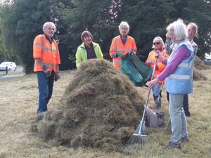 Supporting image for story: Wild flowers are blooming beautiful on road verges