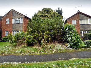 Supporting image for story: It's a treehouse! The secret family home hidden behind a cloak of greenery