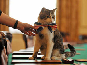 Supporting image for story: Why give a cat a name?