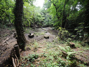 Supporting image for story: Ancient Black Country woodlands face threat from development, campaigners warn