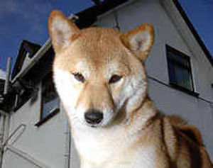 Supporting image for story: Tango set for the bright lights