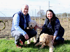 Supporting image for story: Kerry Vale Vineyard under new ownership