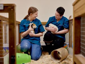 Supporting image for story: Harper Adams launches two-year course launched to support aspiring vets