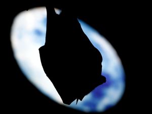 Supporting image for story: Animals that can make people ill thrive in human habitats, scientists say