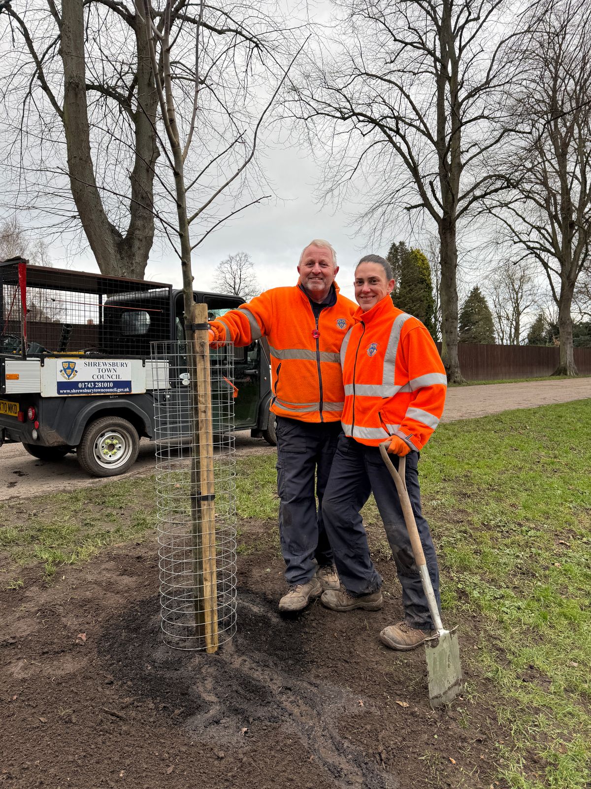 Replacement trees for Shrewsburys Quarry taking root