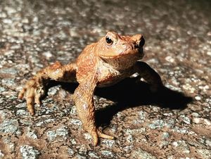 Supporting image for story: Roads closed for amorous amphibians to cross to their breeding ponds safely