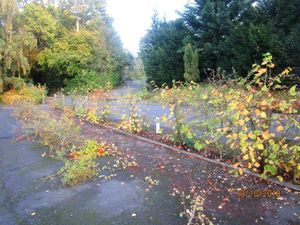 Supporting image for story: Plants vandalised near former Bridgnorth pub